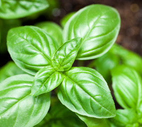 Pure Organic Sweet Basil Essential Oil Imported From France