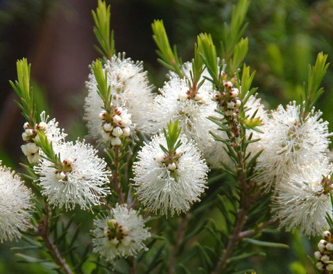 Vrac Éco - Huile essentielle 15ml Tea tree Australie